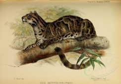 cats-00111 - Clouded leopard [3344x2315]