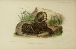cats-00142 - Cheetah, Hunting Leopard [3389x2197]