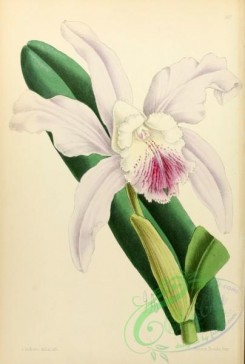 cattleya-00059 - Cattleya Dominiana alba