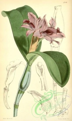 cattleya-00140 - Guarianthe patinii (as Cattleya skinneri var. parviflora) - Curtis' 82 (Ser. 3 no. 12) pl. 4916 (1856)