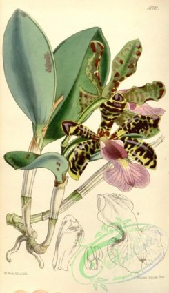 cattleya-00142 - Cattleya aclandiae - Curtis' 84 (Ser. 3 no. 14) pl. 5039 (1858)