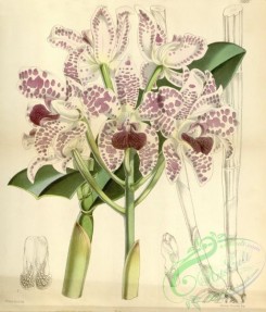cattleya-00143 - Cattleya amethystoglossa - Curtis' 94 (Ser. 3 no. 24) pl. 5683 (1868)