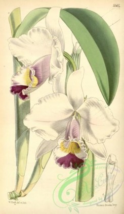 cattleya-00145 - Cattleya candida (as Cattleya quadricolor) - Curtis' 91 (Ser. 3 no. 21) pl. 5504 (1865)