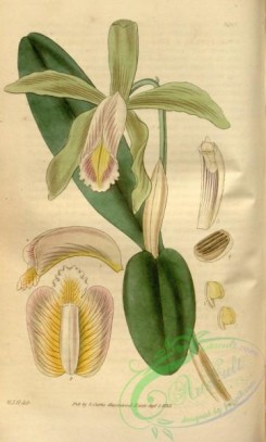 cattleya-00148 - Cattleya forbesii - Curtis' 60 (N.S. 7) pl. 3265 (1833)