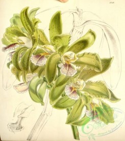 cattleya-00149 - Cattleya granulosa - Curtis' 84 (Ser. 3 no. 14) pl. 5048 (1858)