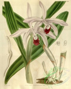 cattleya-00152 - Cattleya intermedia (as Cattleya intermedia var. angustifolia) - Curtis' 66 (N.S. 13) pl. 3711 (1840)
