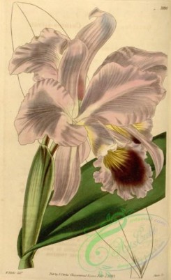 cattleya-00156 - Cattleya labiata - Curtis' 69 (N.S. 16) pl. 3998 (1843)