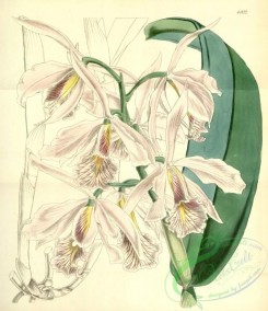 cattleya-00160 - Cattleya maxima - Curtis' 82 (Ser. 3 no. 12) pl. 4902 (1856)