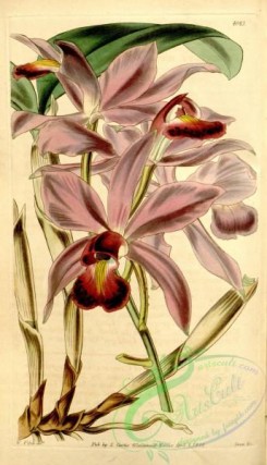 cattleya-00164 - Cattleya violacea (as Cattleya superba) - Curtis' 70 (N.S. 17) pl. 4083 (1844)