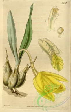 cattleya-00168 - Prosthechea citrina (as Cattleya citrina)-Curtis 66-3742 (1840)