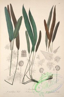 central_american_plants-00001 - acrostichum caulolepia, acrostichum truncicola, acrostichum lepidotum