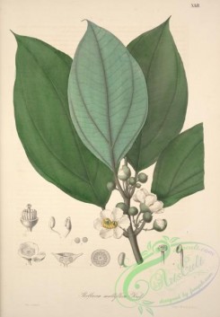 central_american_plants-00016 - bellucia multiflora