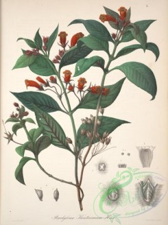 central_american_plants-00018 - brachyloma karstenianum