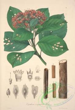 central_american_plants-00027 - cinchona corymbosa
