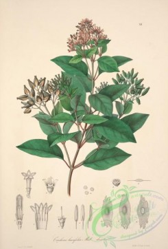 central_american_plants-00030 - cinchona lancifolia discolor