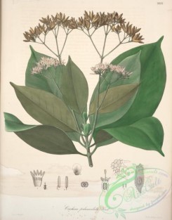 central_american_plants-00035 - cinchona pedunculata