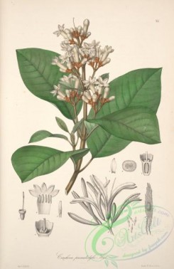 central_american_plants-00040 - conchona prismatostylis