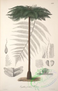 central_american_plants-00045 - cyathea frondosa