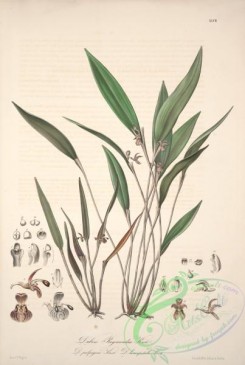 central_american_plants-00051 - dubois reymondia, dubois palpigera, dubois lancipetala