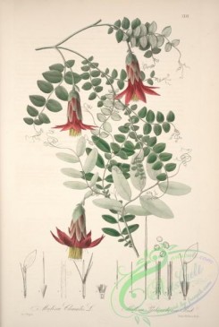 central_american_plants-00069 - mutisia clematis, mutisia pichinchense