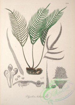 central_american_plants-00078 - polypodium andinum