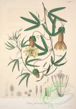 central_american_plants-00080 - rathea floribunda