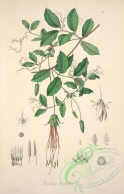 central_american_plants-00082 - rosenbergia penduliflora