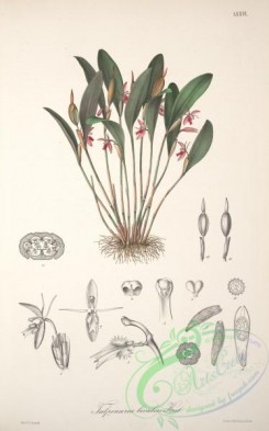 central_american_plants-00093 - talpinaria bivalvis