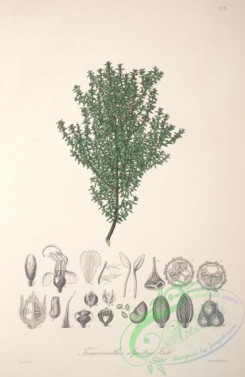 central_american_plants-00097 - trimeranthus alpestris