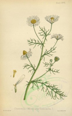 chamomile-00009 - matricaria chamomilla [2092x3360]