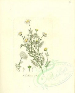 chamomile-00023 - anthemis nobilis [2218x2763]