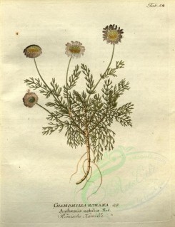chamomile-00061 - anthemis nobilis [2604x3393]