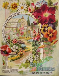 chamomile-00079 - 035-Garden, flowerbed, greenhouse, Petunia, chamomile, Pansies, Poppies, Frame