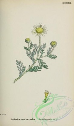 chamomile-00082 - Corn Chamomile, anthemis arvensis anglica