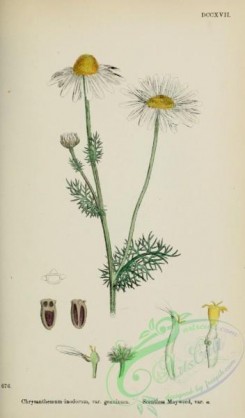 chamomile-00085 - Scentless Mayweed, chrysanthemum inodorum genuinum