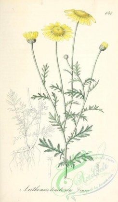 chamomile-00089 - anthemis tinctoria