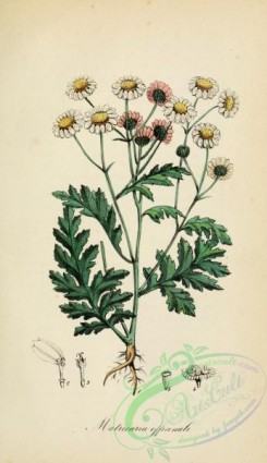 chamomile-00098 - matricaria parthanium