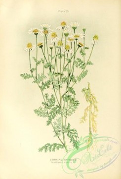 chamomile-00101 - Stinking Mayweed, anthemis cotula