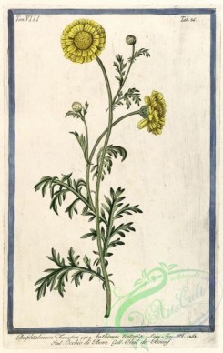 chamomile-00116 - anthemis tintoria