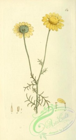 chamomile-00122 - anthemis tinctoria
