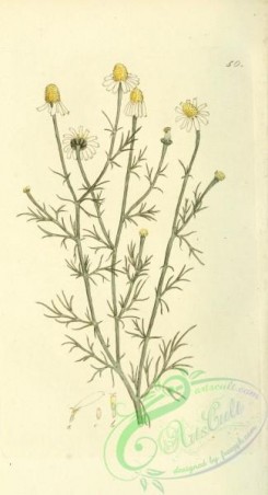chamomile-00123 - matricaria chamomilla