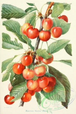 cherry-00164 - Cherry