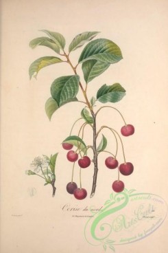 cherry-00301 - Cherry, 25