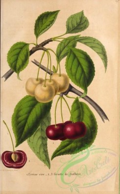 cherry-00317 - Cherry, 2