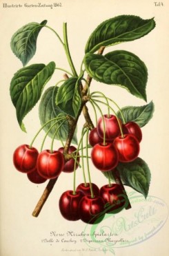 cherry-00330 - Cherry