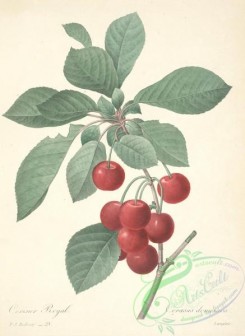 cherry-00332 - cerasus domestica, Cherry