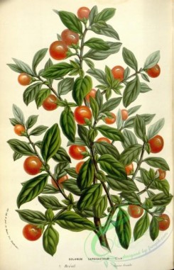 cherry-00350 - solanum capsicastrum, solanum pseudocapsicum, Jerusalem cherry, Madeira winter cherry