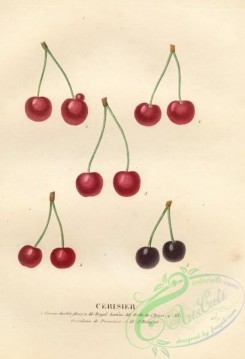 cherry-00355 - Cherry, 5