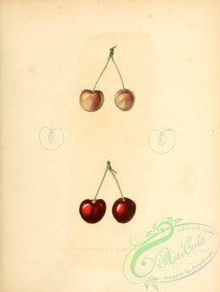 cherry-00360 - White Bigarreau Cherry, Black Tartarea Cherry