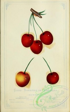 cherry-00370 - Good Varieties of Cherries